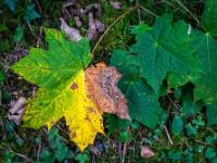 Einsetzende Verfärbung an Ahornblatt